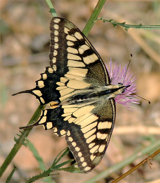 Zerynthia rumina